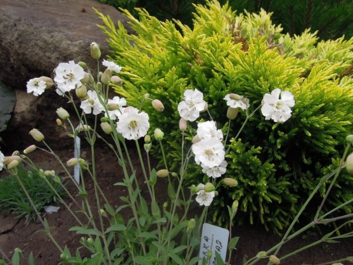 fleurs de chameau