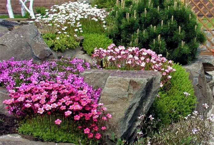 Rocher avec saxifrage