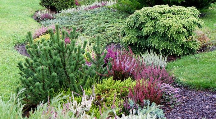plantations de bruyère