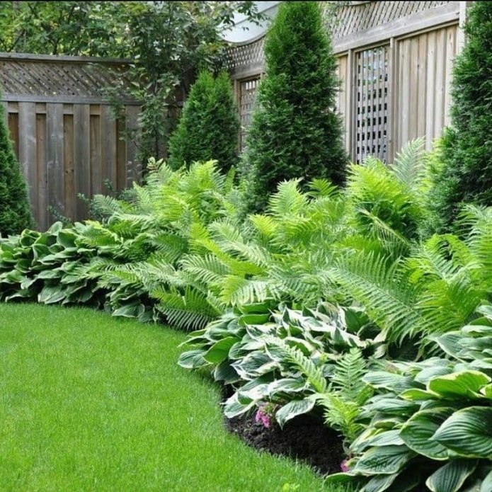 fern
