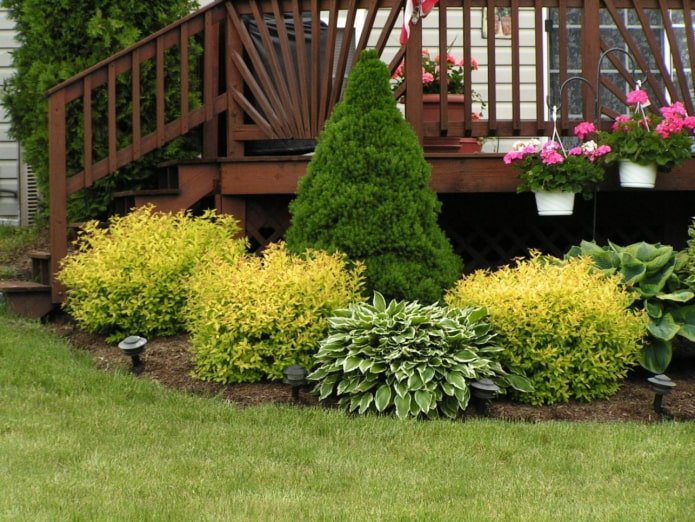 hosta