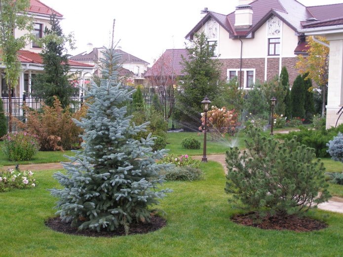 Épicéa dans le jardin