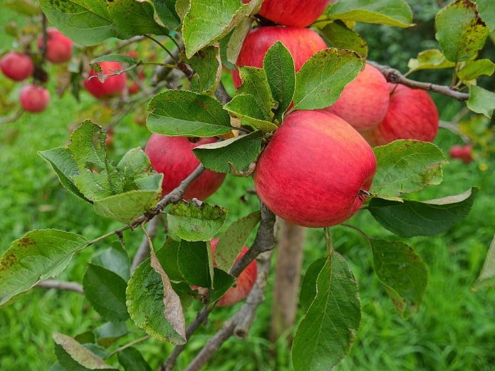Pommier