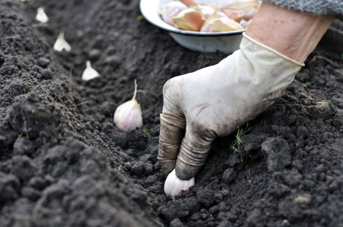 Planter l'ail