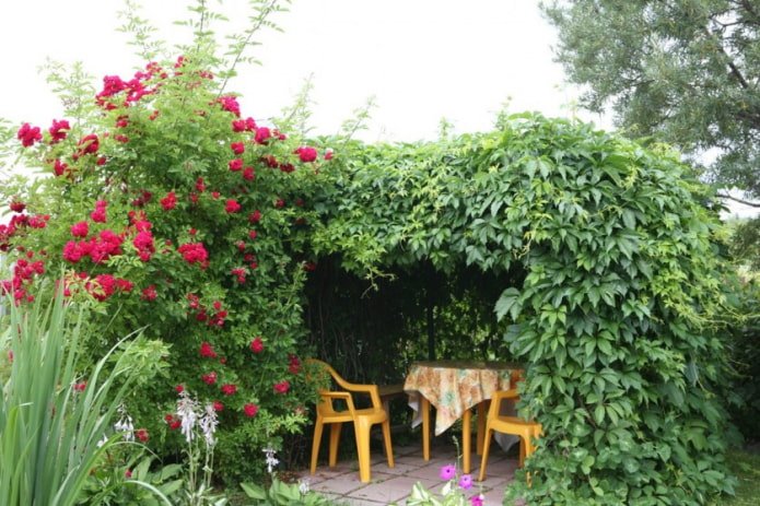Rose et vigne