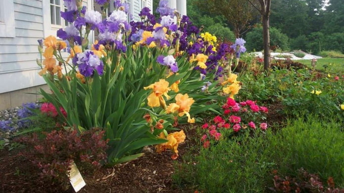 Parterre d'iris
