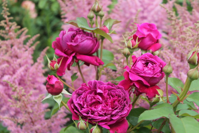 Rose sur fond d'astilbe