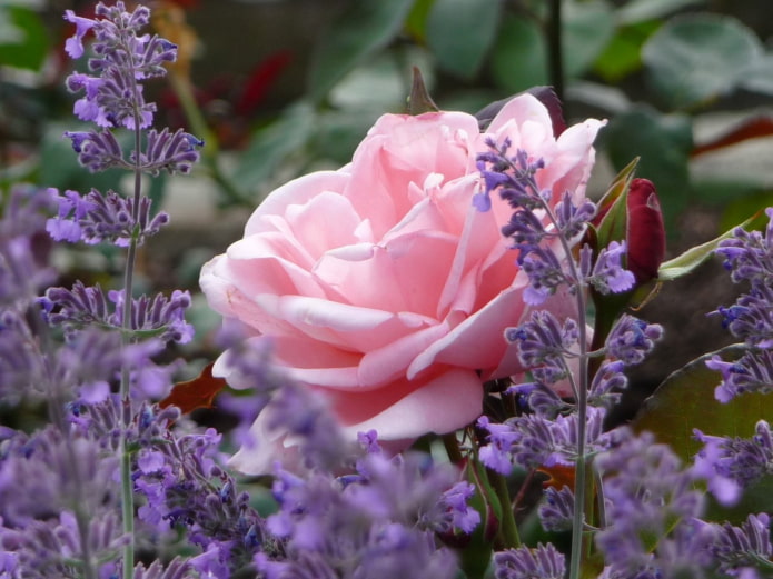 Rose et lavande