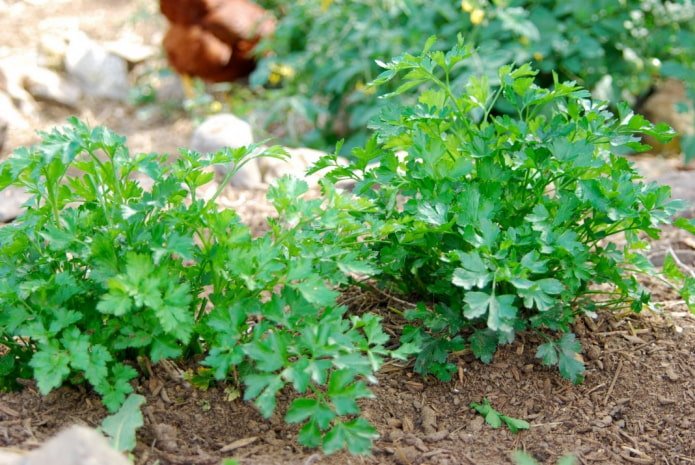 Persil au jardin