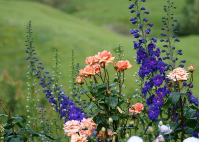 Delphinium et Rose
