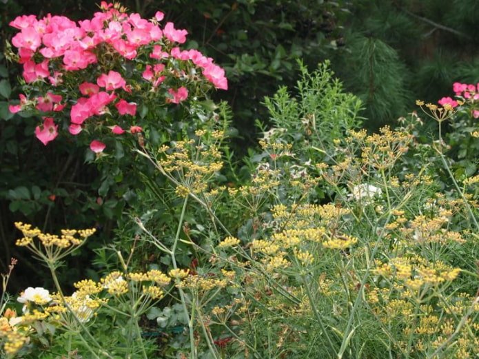 Fenouil dans un parterre de fleurs