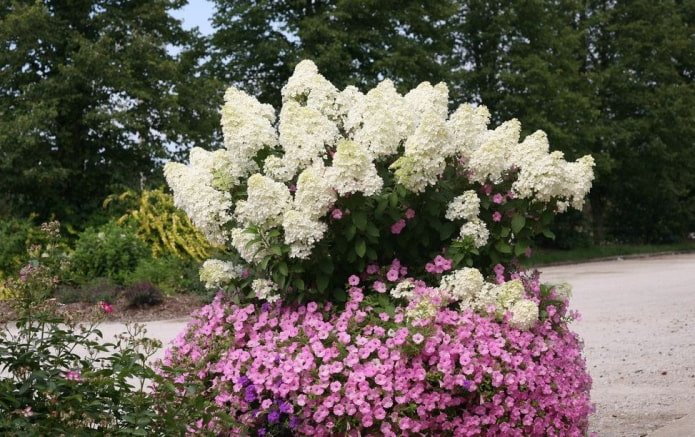 Hortensia avec pétunias