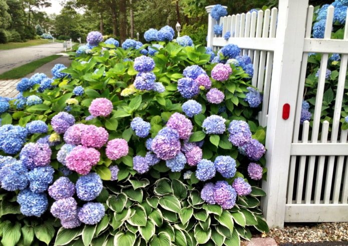 Hosta et hortensia