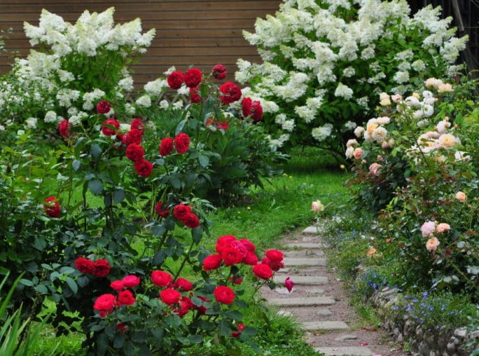 Roses et hortensias