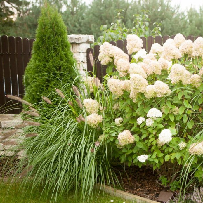 Céréales et hortensias