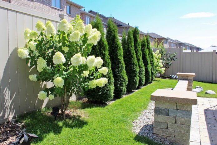 Hortensia with thuja