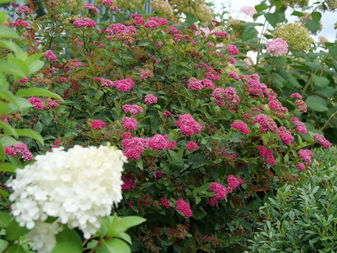 Spirée rose