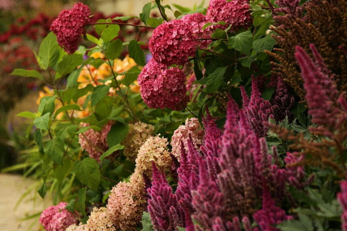 Astilbe et hortensia