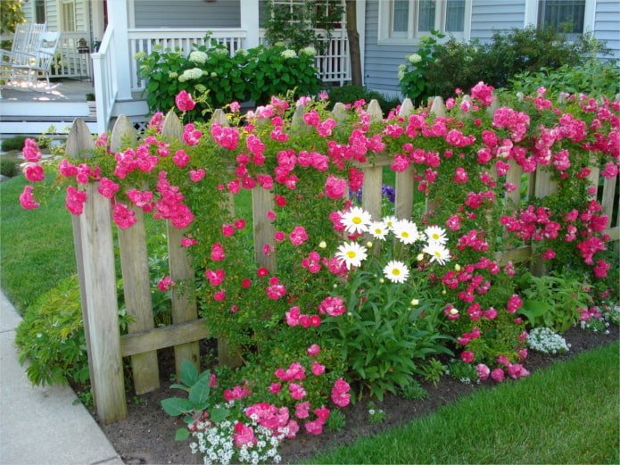 fleurs près d'une clôture en bois