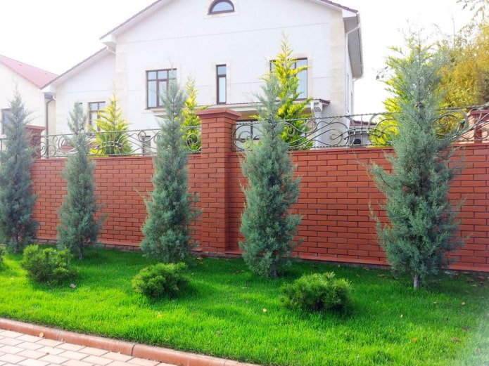 sapins sur le site