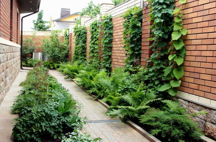 plantes grimpantes sur une clôture en briques