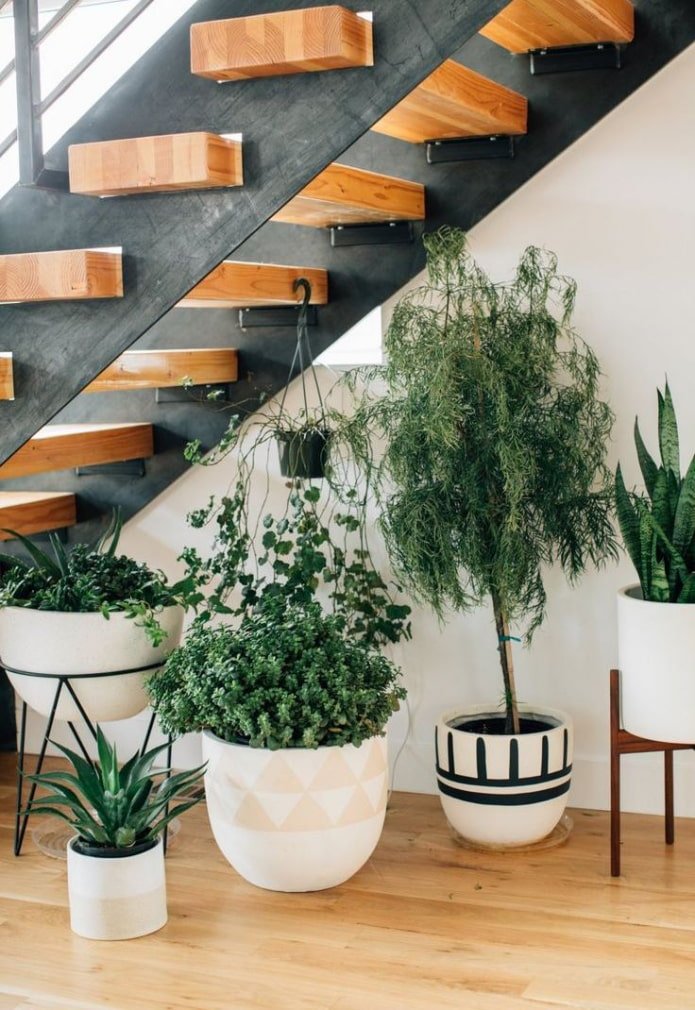 jardin d'hiver sous l'escalier