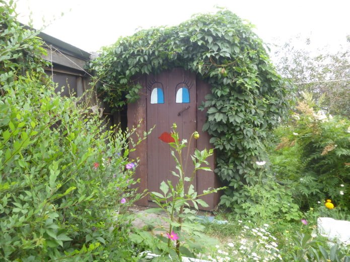 plantes rampantes sur les toilettes