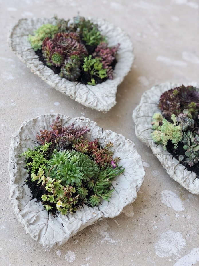 Pot de fleurs en béton