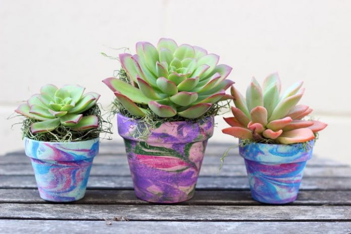 plantes grasses dans des pots multicolores
