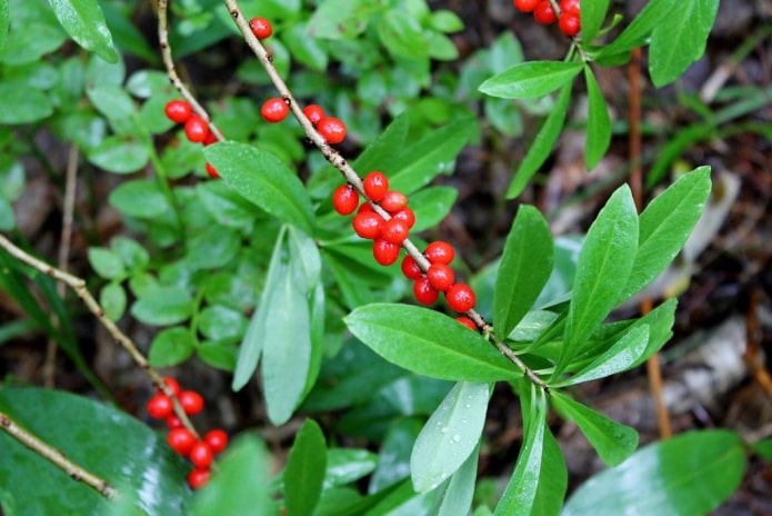 wolfberry