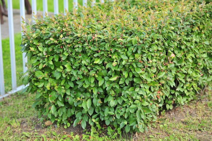 à quoi ressemble le cotonéaster