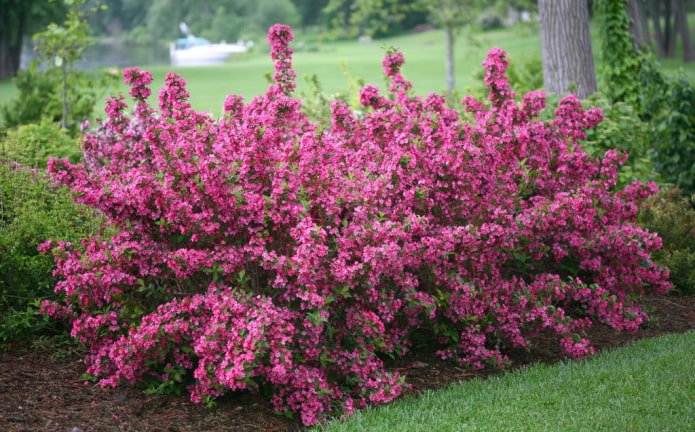 floraison du Weigela rose