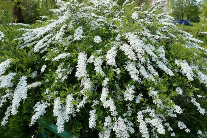 spirée blanche à fleurs