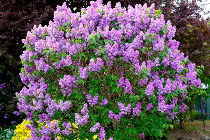 Conditions de conservation du lilas