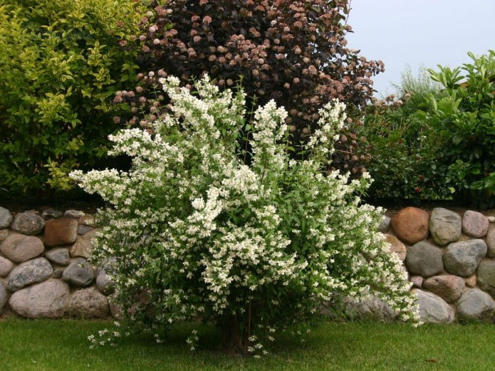 fleurs de jasmin en design