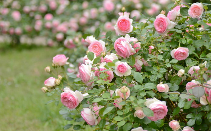 rosier buissonnant dans le jardin