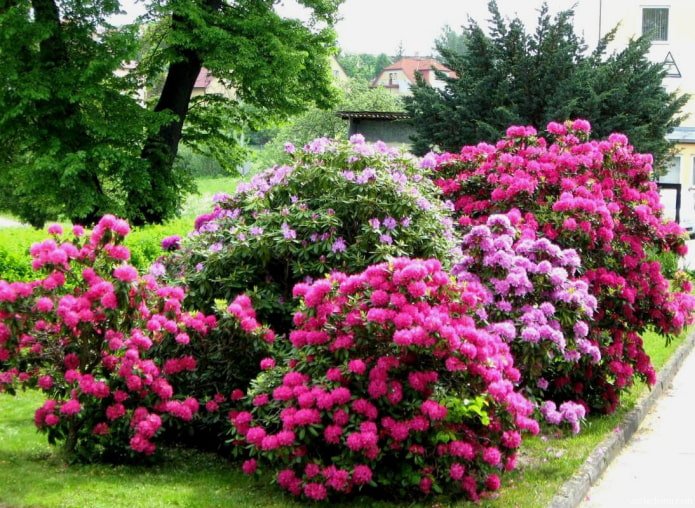 où planter un rhododendron