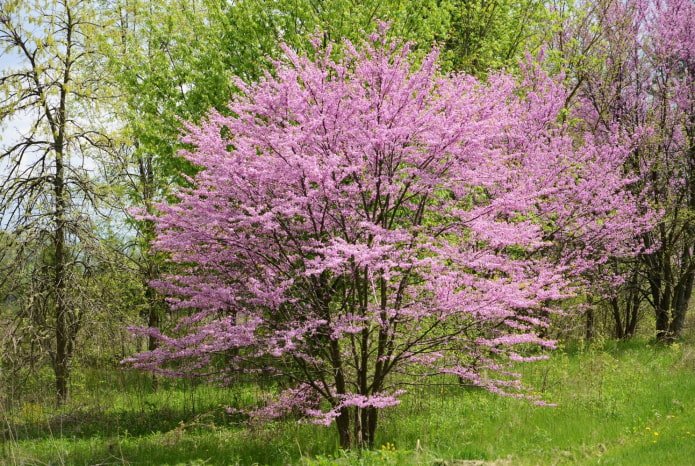 magnifique arbuste à fleurs
