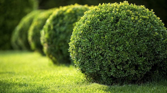 round bush