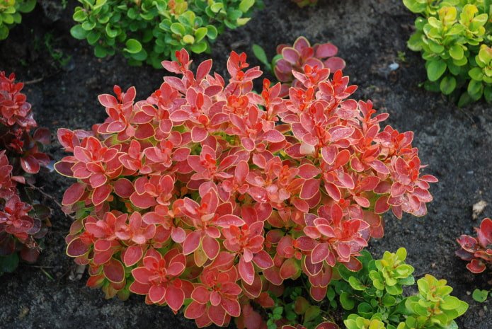 barberry bush