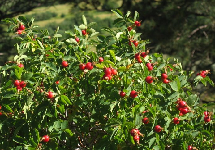 rosehip in the garden