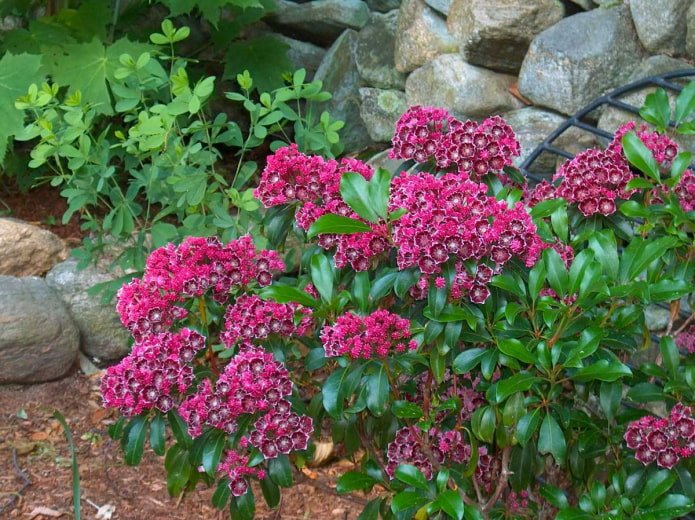 Floraison de kalmia