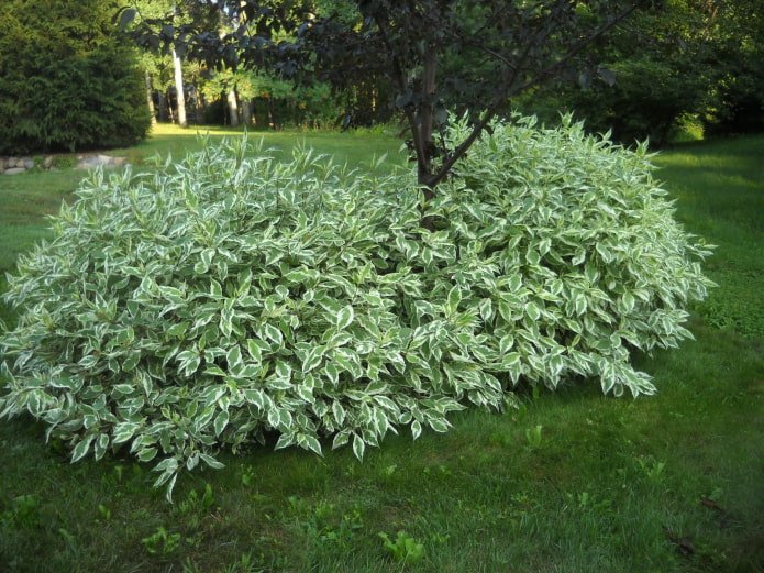 Arbuste de jardin à feuilles panachées