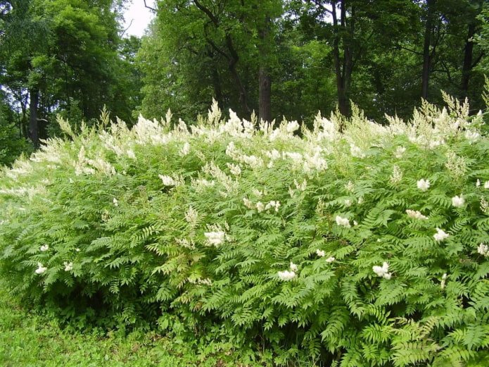 rowan blossom
