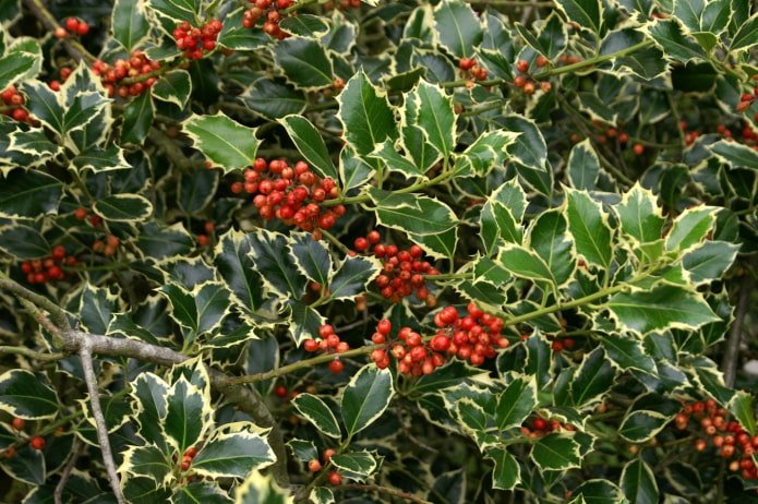 holly leaves