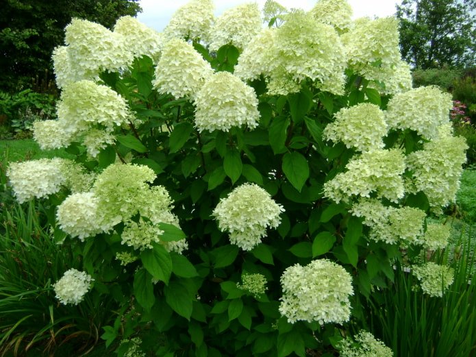 floraison de l'hortensia paniculé