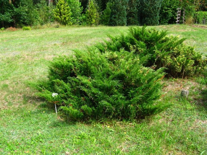 photo de genévrier