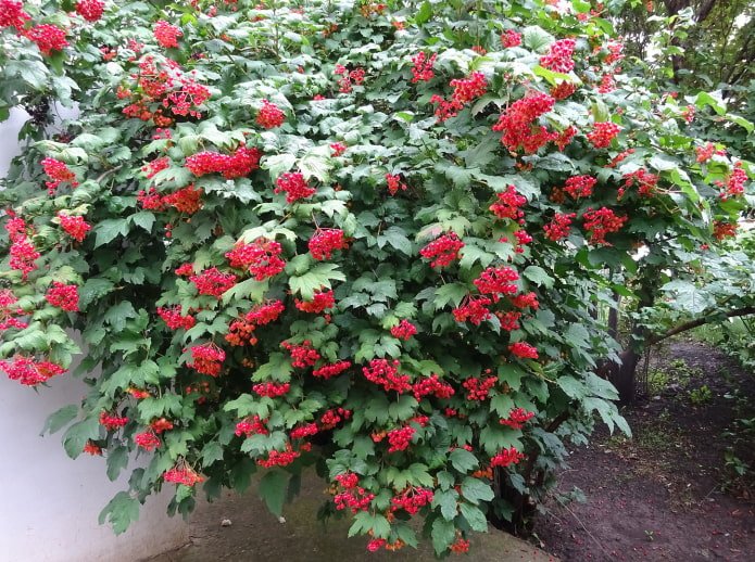 buisson de viorne avec baies