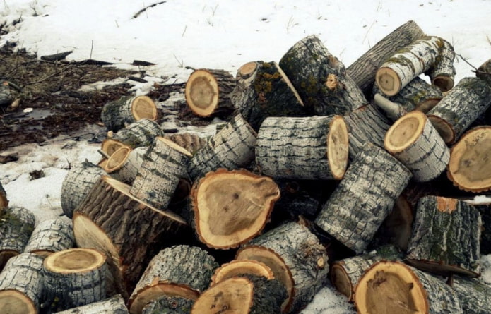 Bois de chauffage de souche de peuplier