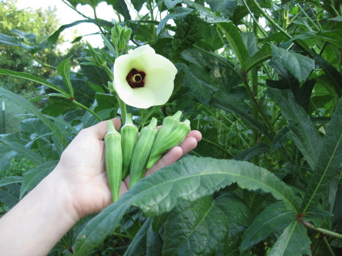 Floraison de gombo